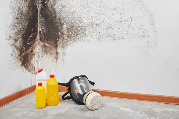 Professional Mold Remediation in Urania, LA