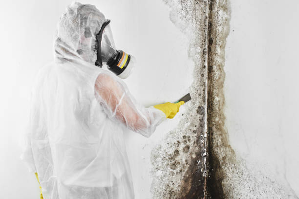 Best Commercial Mold Remediation in Urania, LA