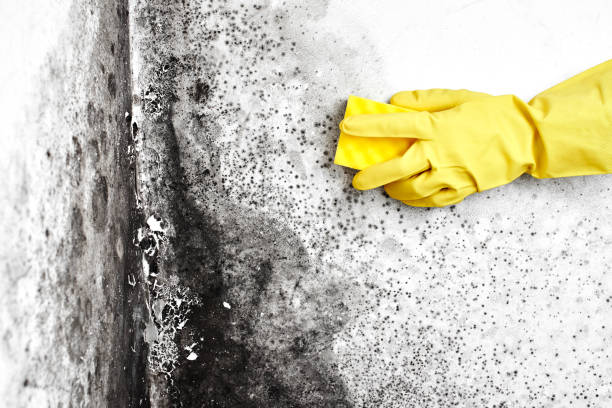 Best Mold Remediation for Specific Building Types in Urania, LA