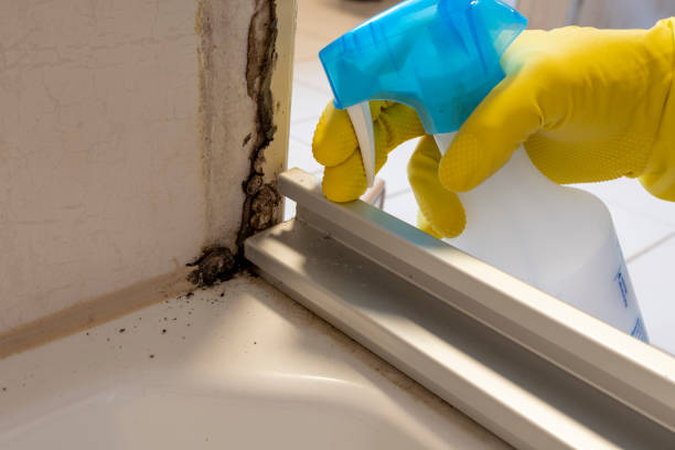 Reliable Urania, LA Mold Remediation Solutions