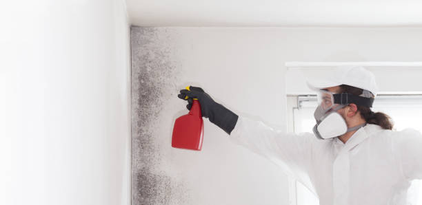 Best Crawl Space Mold Remediation in Urania, LA