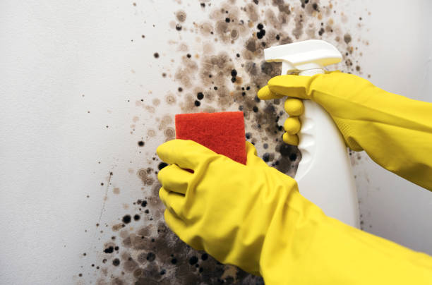 Best White Mold Remediation in Urania, LA