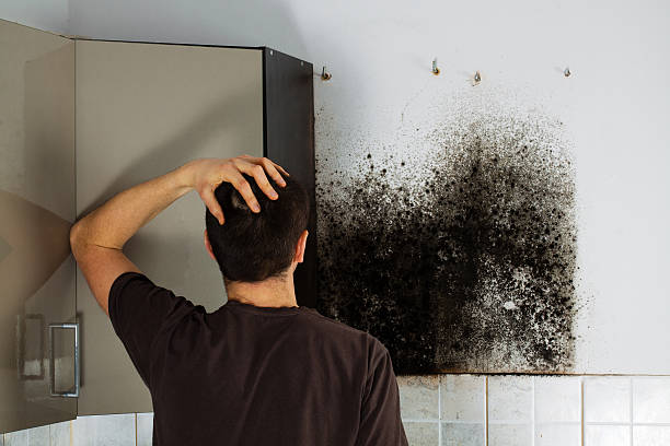 Best Preventive Mold Services in Urania, LA