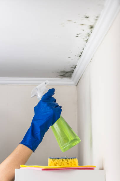 Best Residential Mold Remediation in Urania, LA